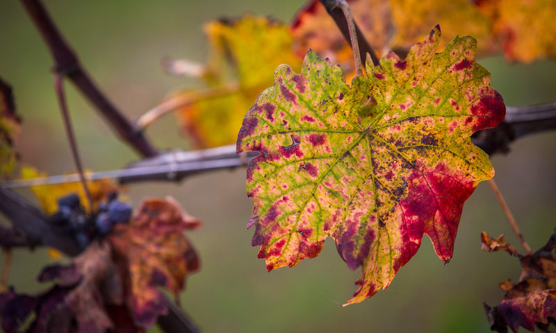 Autumn …. the harvest period of fresh garden produce